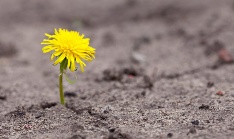 usare le avversità per diventare più forti