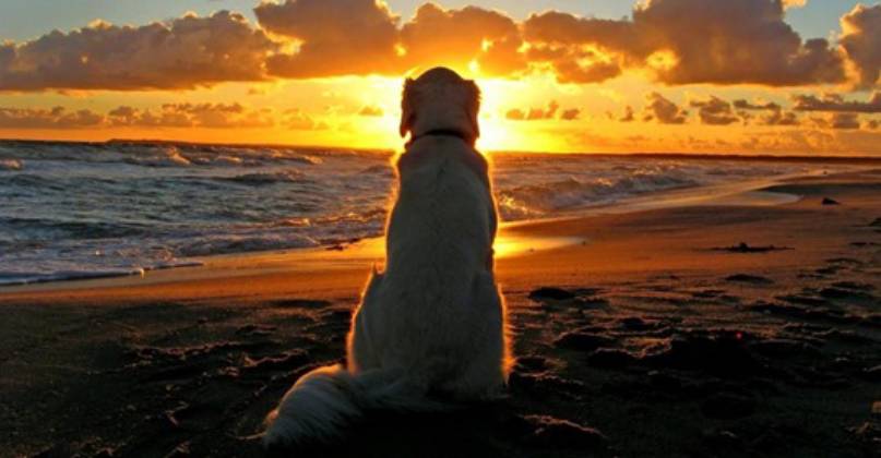 amore per un cane