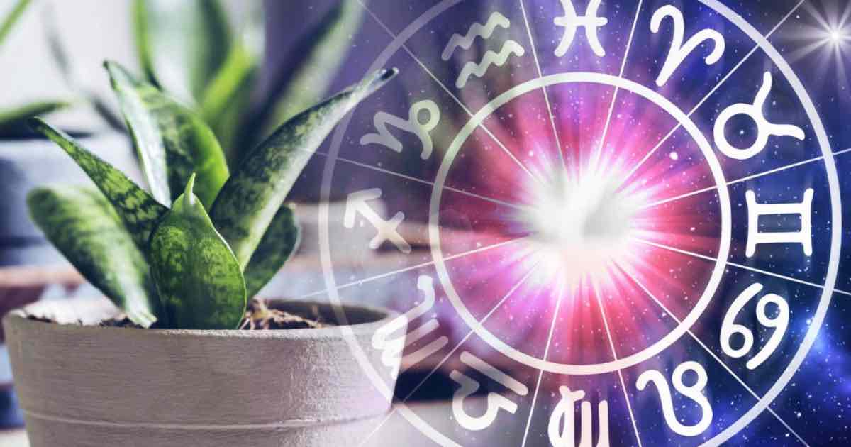 La pianta adatta per ogni segno zodiacale