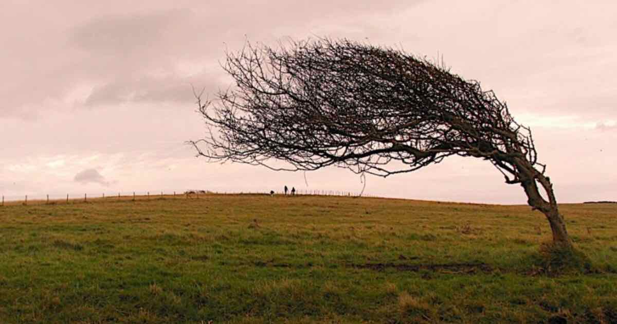 Il significato della parola resilienza